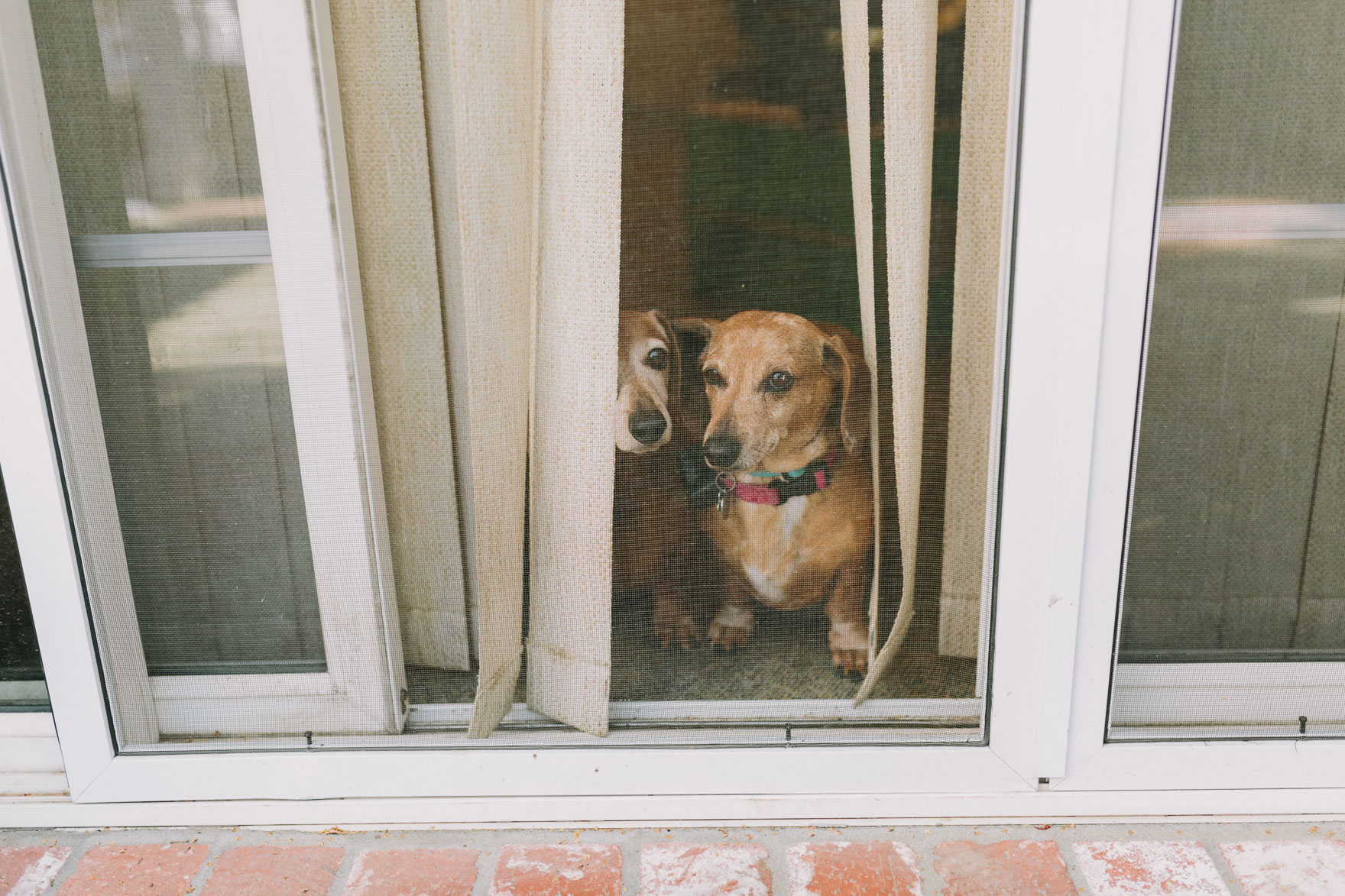 Long Beach Tiny Wedding Bliss – Photo by Let's Frolic Together
