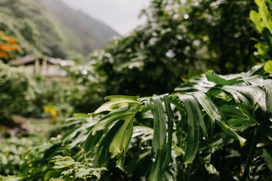 Misty Maui Travel Adventures – Photo by Let's Frolic Together