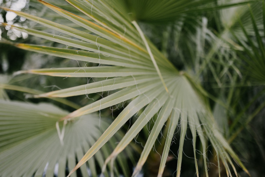 Moorten Garden at Golden Hour – Photo by Let's Frolic Together