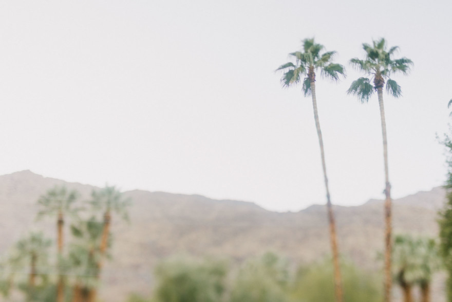 Moorten Garden at Golden Hour – Photo by Let's Frolic Together