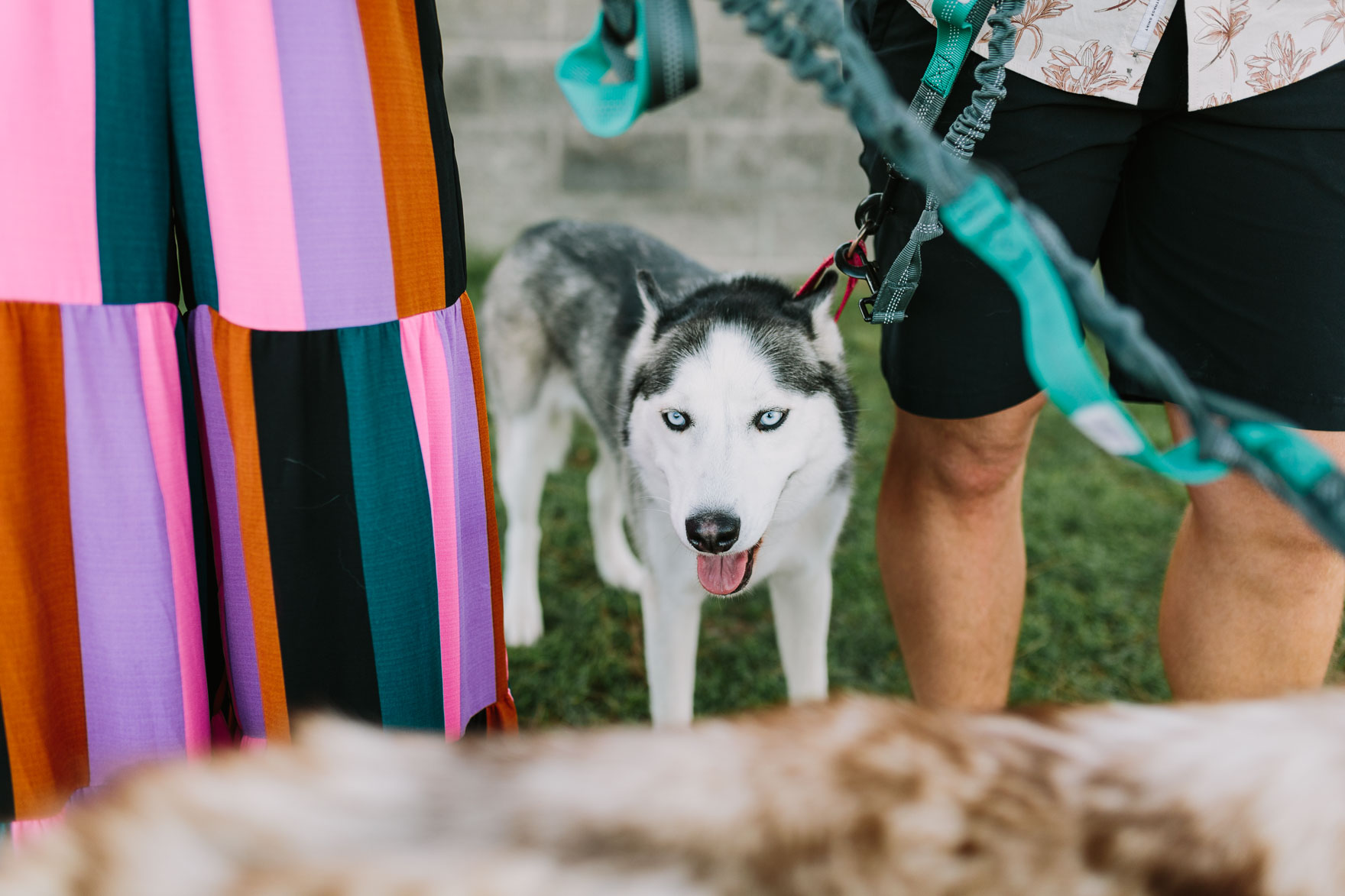 Huskies by the Sandy Shore – Photo by Let's Frolic Together