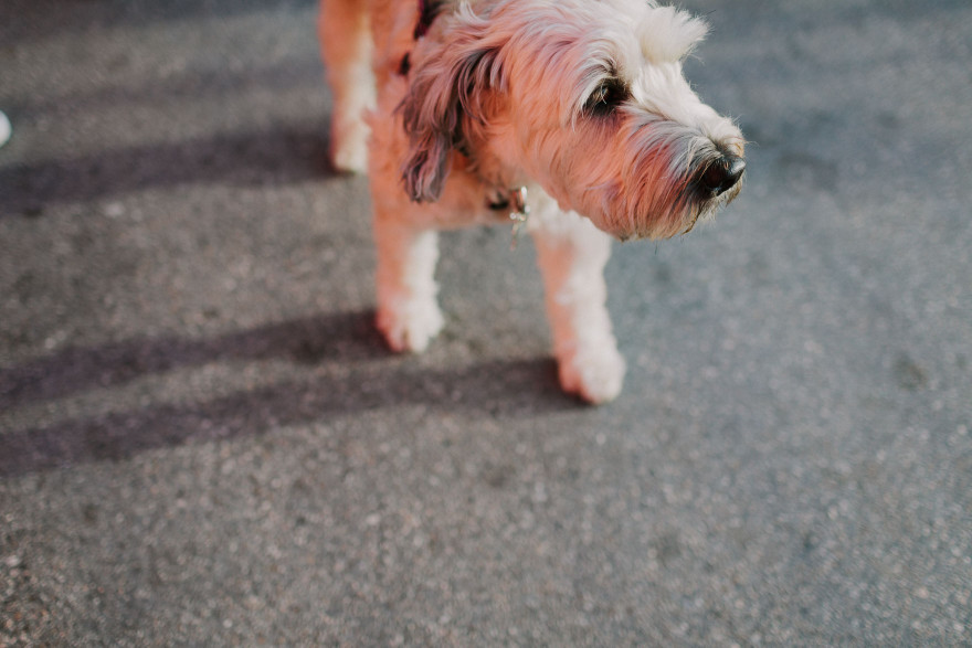 At Home in Venice Beach – Photo by Let's Frolic Together
