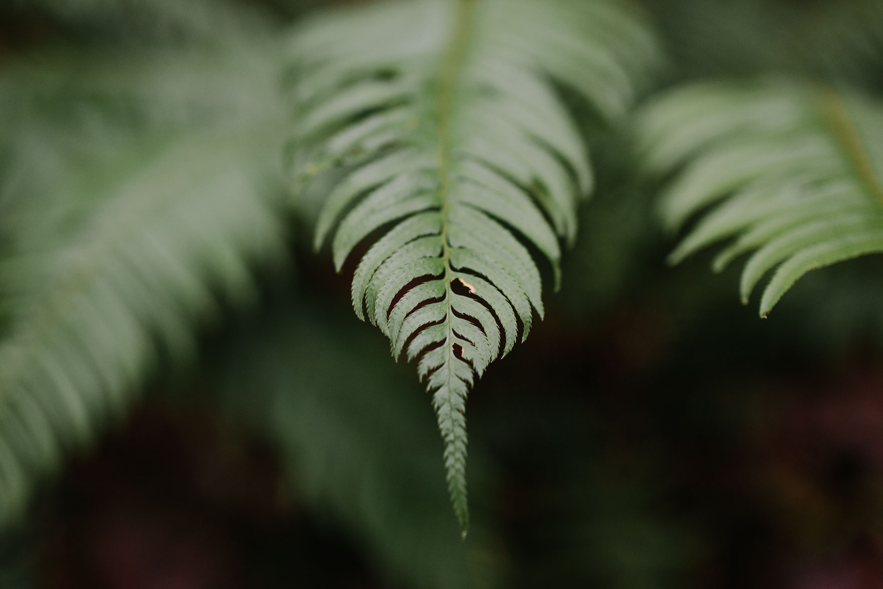 Pacific Northwest Brand Adventure – Photo by Let's Frolic Together