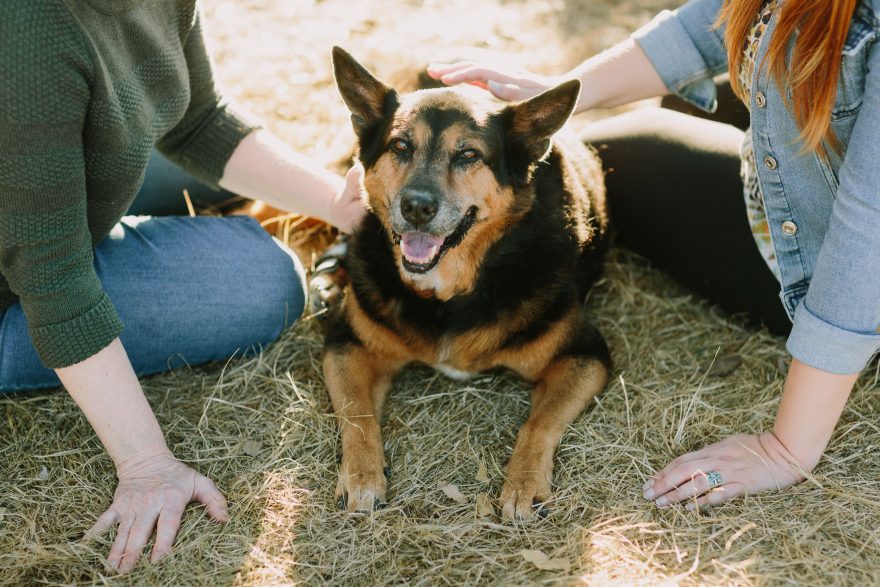 Golden Hour Puppy Snuggles – Photo by Let's Frolic Together