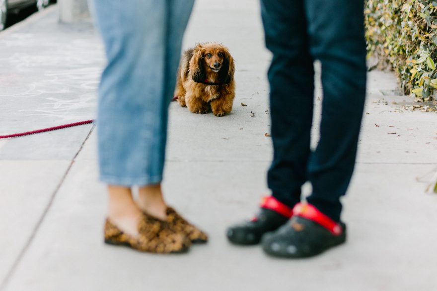 Venice Donuts & Dachshunds &ndash; Photo by Let's Frolic Together
