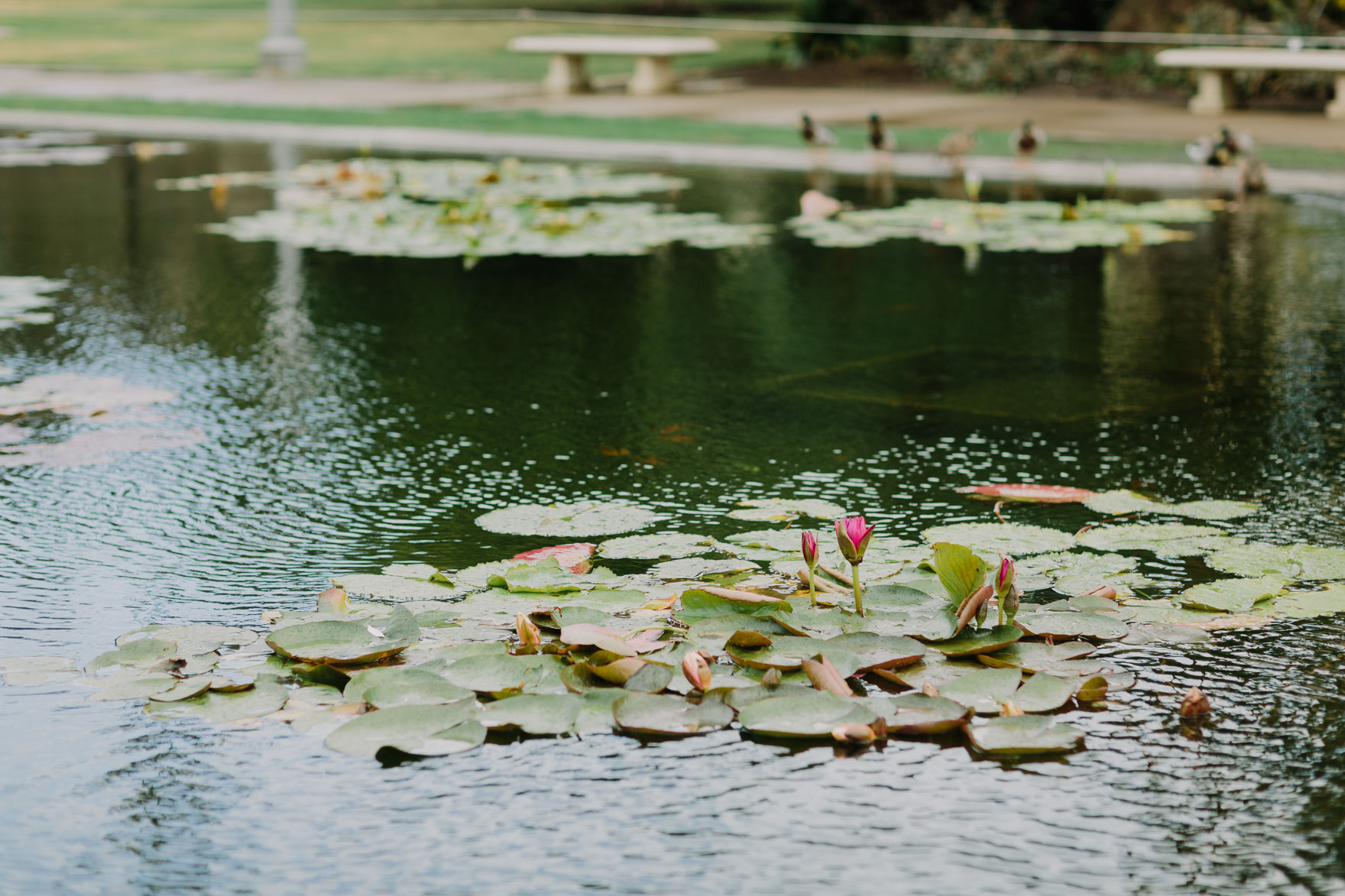 Timeless & Tender in Balboa Park – Photo by Let's Frolic Together