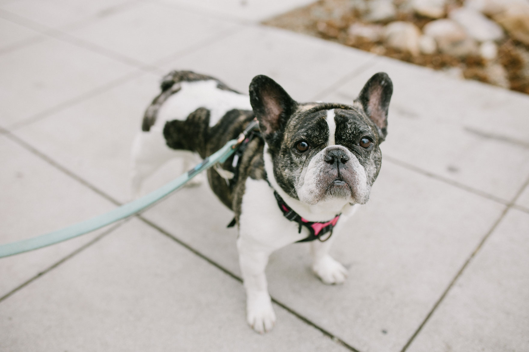 Neighborhood Wanders with Pup – Photo by Let's Frolic Together