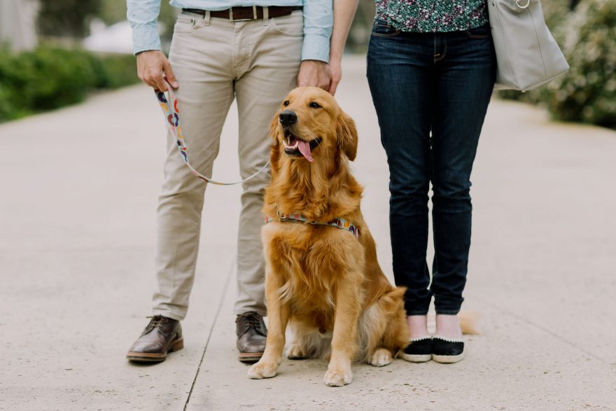 Science and Retriever Snuggles &ndash; Photo by Let's Frolic Together