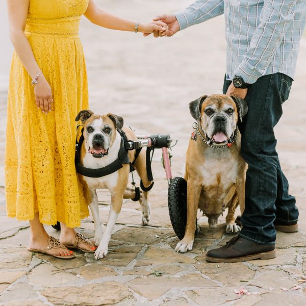 A Special Pups Family Session &ndash; Photo by Let's Frolic Together