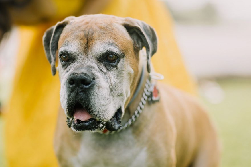 A Special Pups Family Session &ndash; Photo by Let's Frolic Together