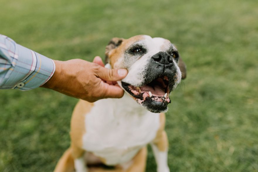 A Special Pups Family Session &ndash; Photo by Let's Frolic Together