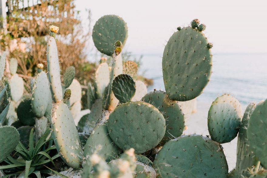 Laughs & Love in Laguna Beach &ndash; Photo by Let's Frolic Together