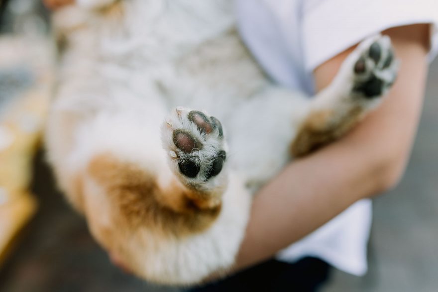 Yummy Cocktails & Corgi Love – Photo by Let's Frolic Together