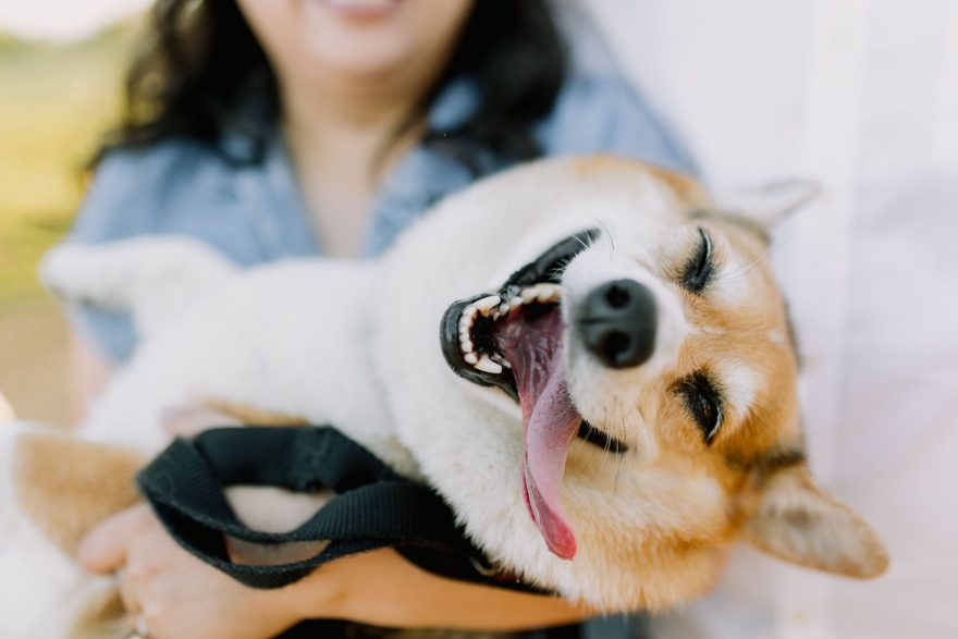 Yummy Cocktails & Corgi Love – Photo by Let's Frolic Together