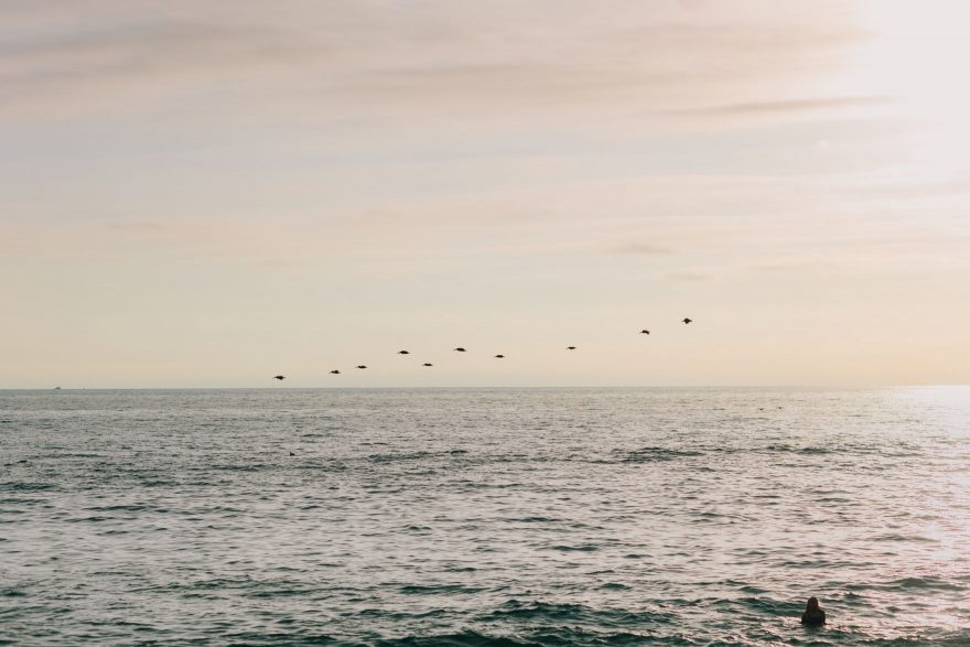 Four-Legged La Jolla Splashing – Photo by Let's Frolic Together