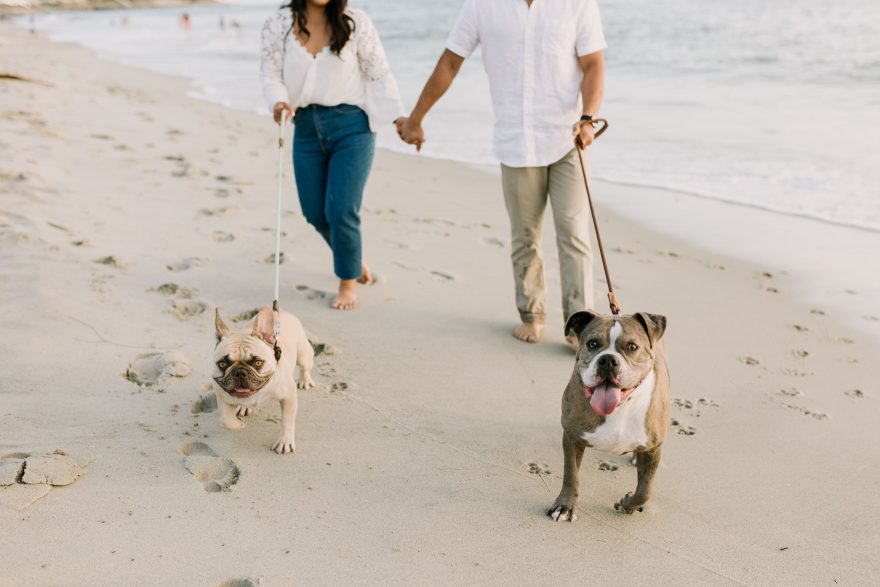 Four-Legged La Jolla Splashing – Photo by Let's Frolic Together