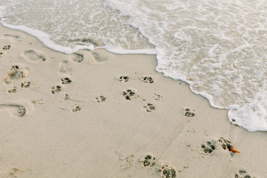 Four-Legged La Jolla Splashing – Photo by Let's Frolic Together