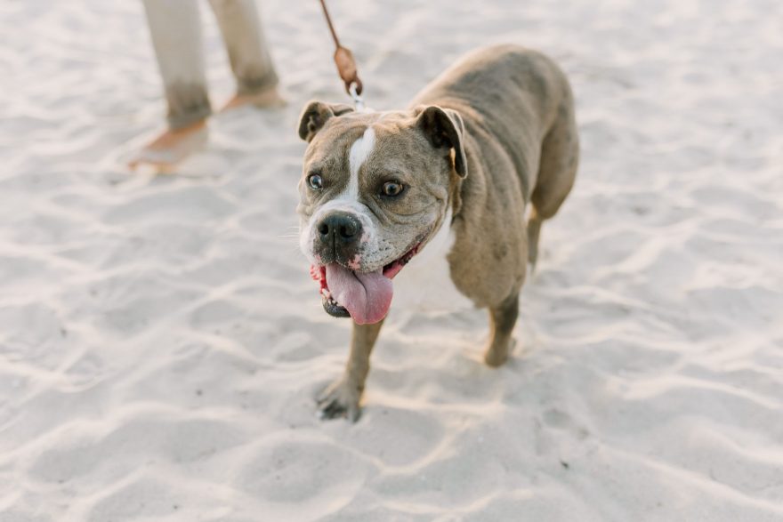 Four-Legged La Jolla Splashing – Photo by Let's Frolic Together